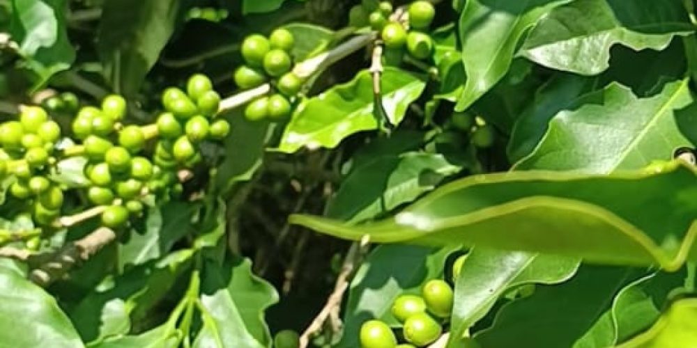 Fazenda Produtiva com Café em São Francisco de Paula