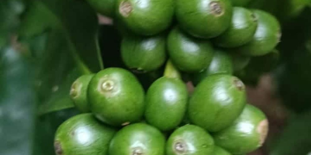 Fazenda Produtiva com Café em São Francisco de Paula