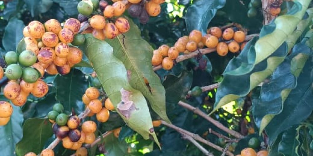 Fazenda Produtiva com Café em São Francisco de Paula