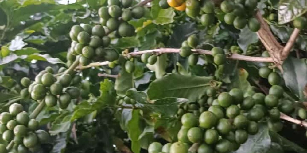 Fazenda Produtiva com Café em São Francisco de Paula