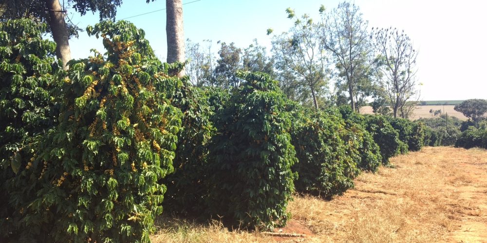 Fazenda Cafeeira de Grande Porte em Coromandel