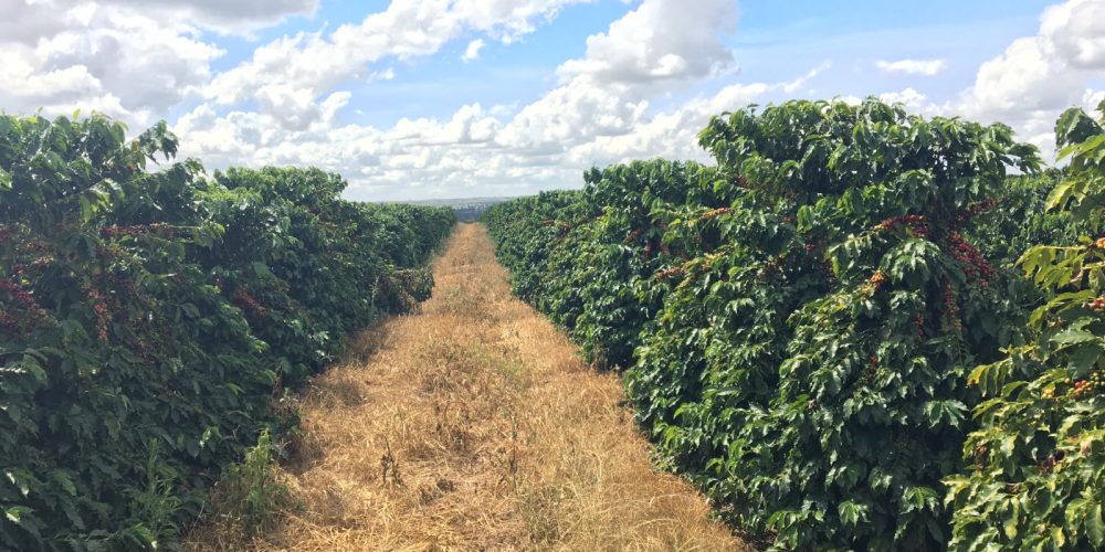 Fazenda Cafeeira de Grande Porte em Coromandel