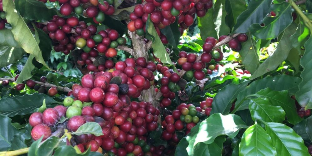 Fazenda Cafeeira de Grande Porte em Coromandel