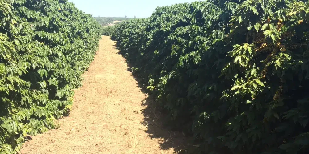 Fazenda Cafeeira de Grande Porte em Coromandel