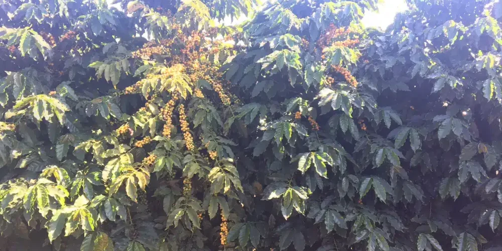 Fazenda Cafeeira de Grande Porte em Coromandel