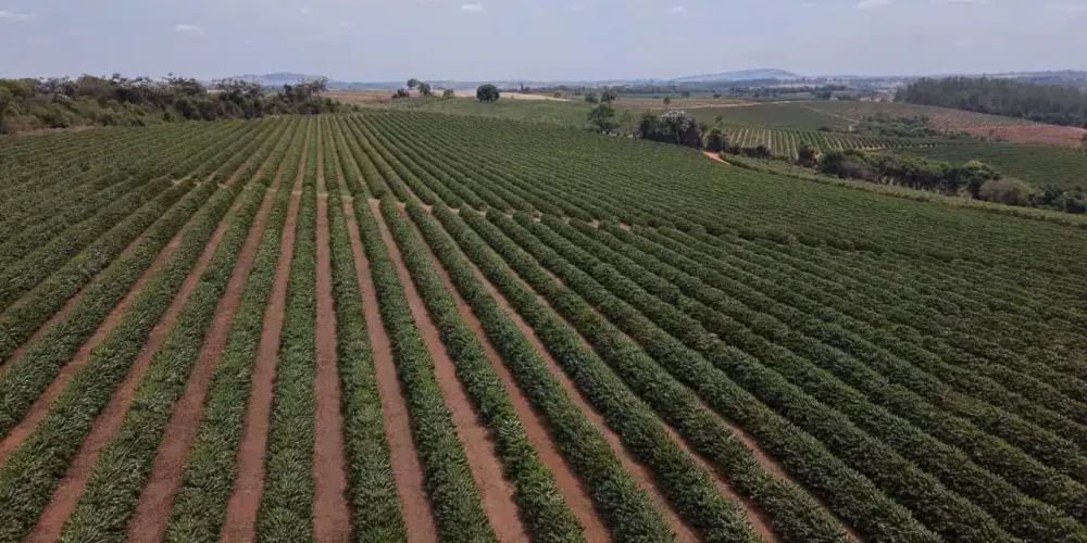 Fazenda Irrigada de Alta Produtividade em Elói Mendes