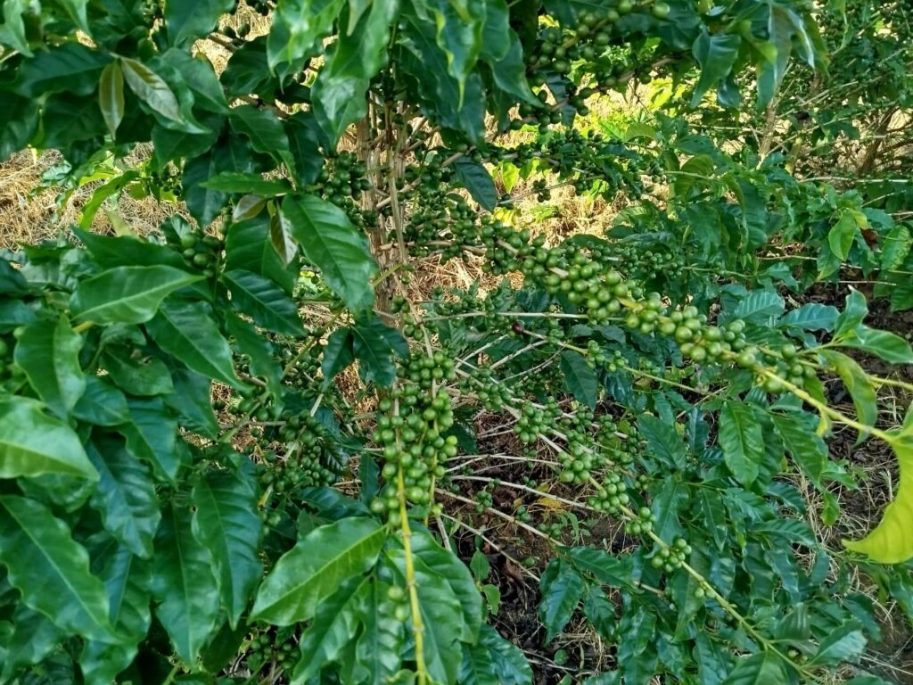 Fazenda Produtiva com Café em São Francisco de Paula