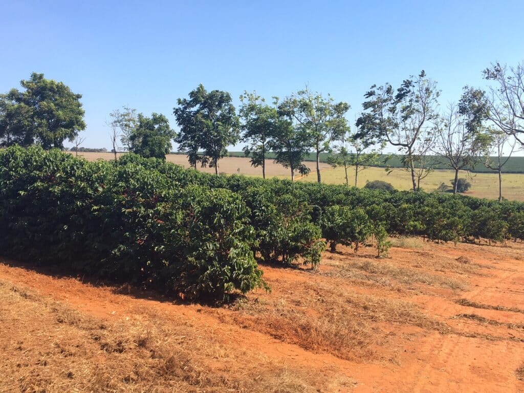 Fazenda Cafeeira de Grande Porte em Coromandel